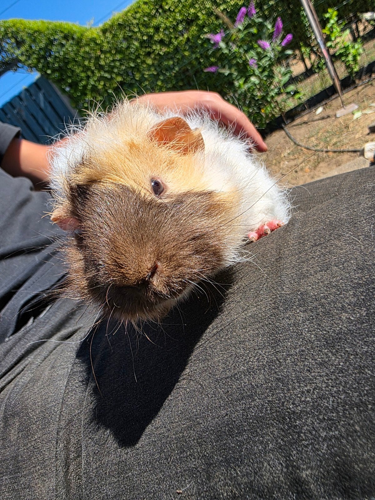 Cavia beertje, Cavia, Juni, Mannelijk, Tam