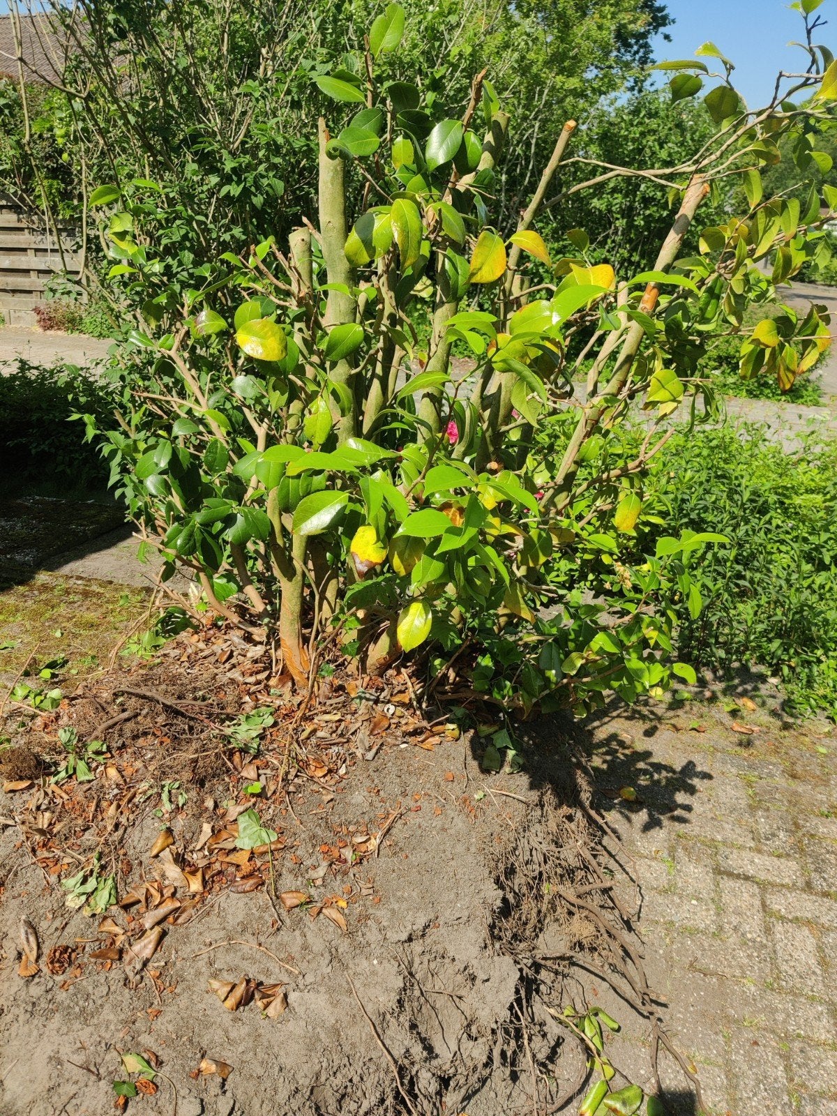 Camelia, Ophalen, Overige soorten, Minder dan 100 cm