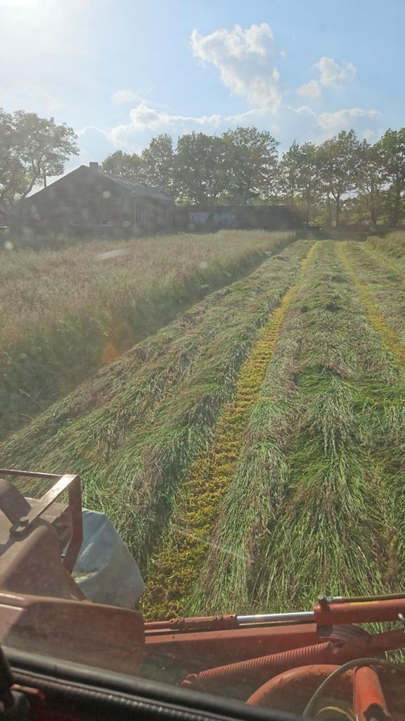Hooi, kleine baaltjes, paardenhooi, Dieren en Toebehoren, Stalling en Weidegang