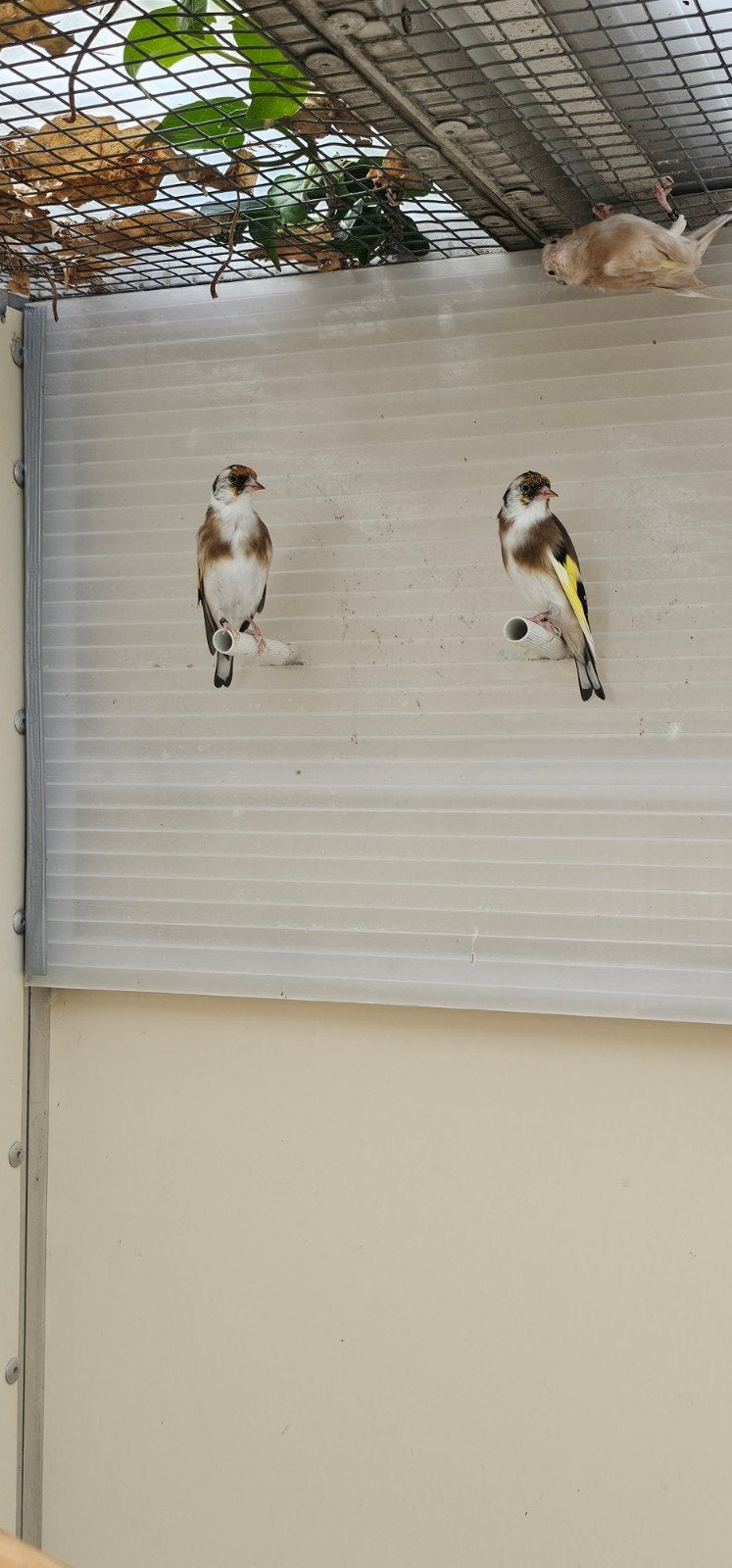 parva mooie Klein gezonde Vogels van 2025, Mannelijk