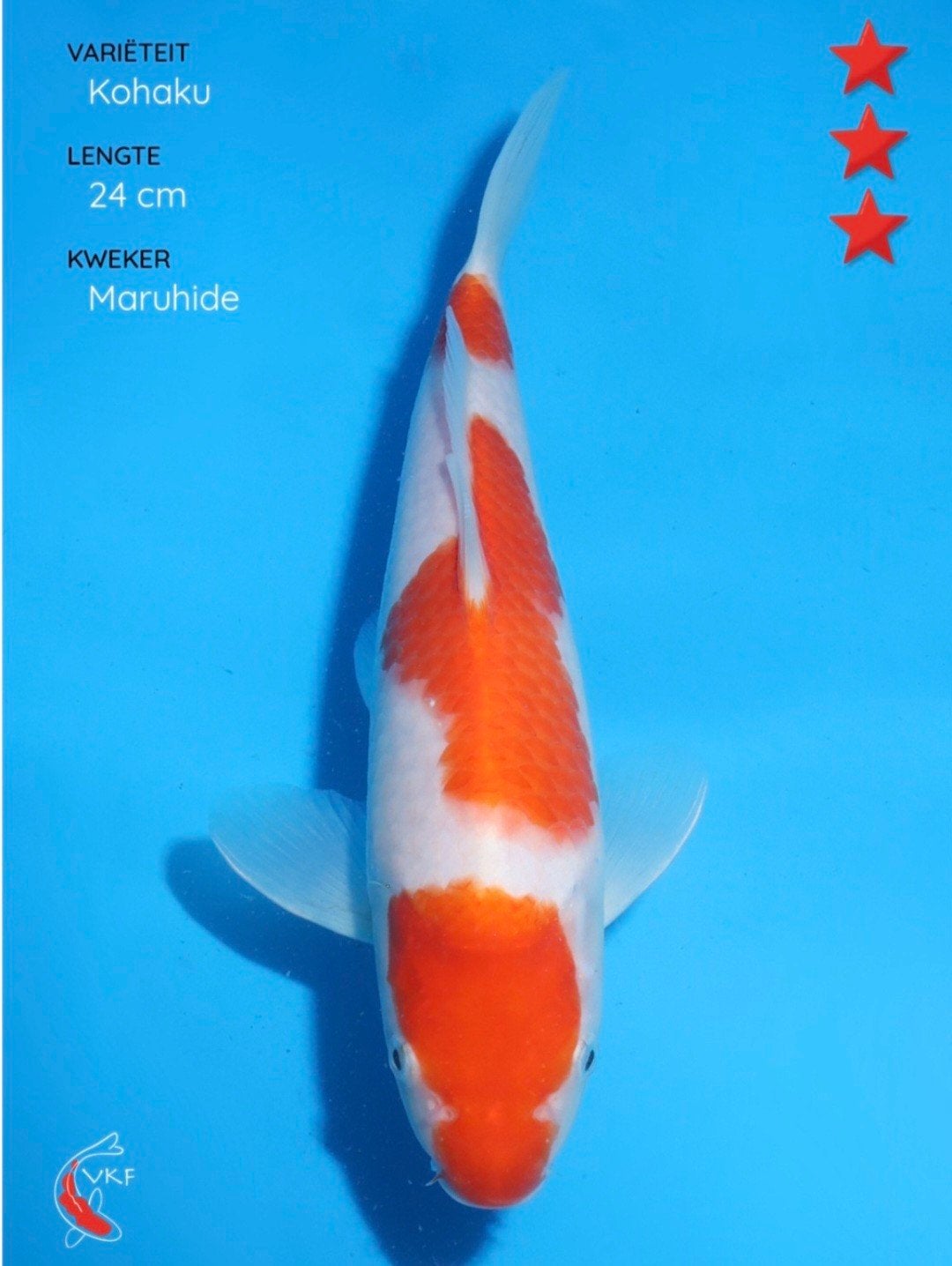 Koi kohaku 24 cm., Dieren en Toebehoren, Vissen | Vijvervissen, Karper of Koi