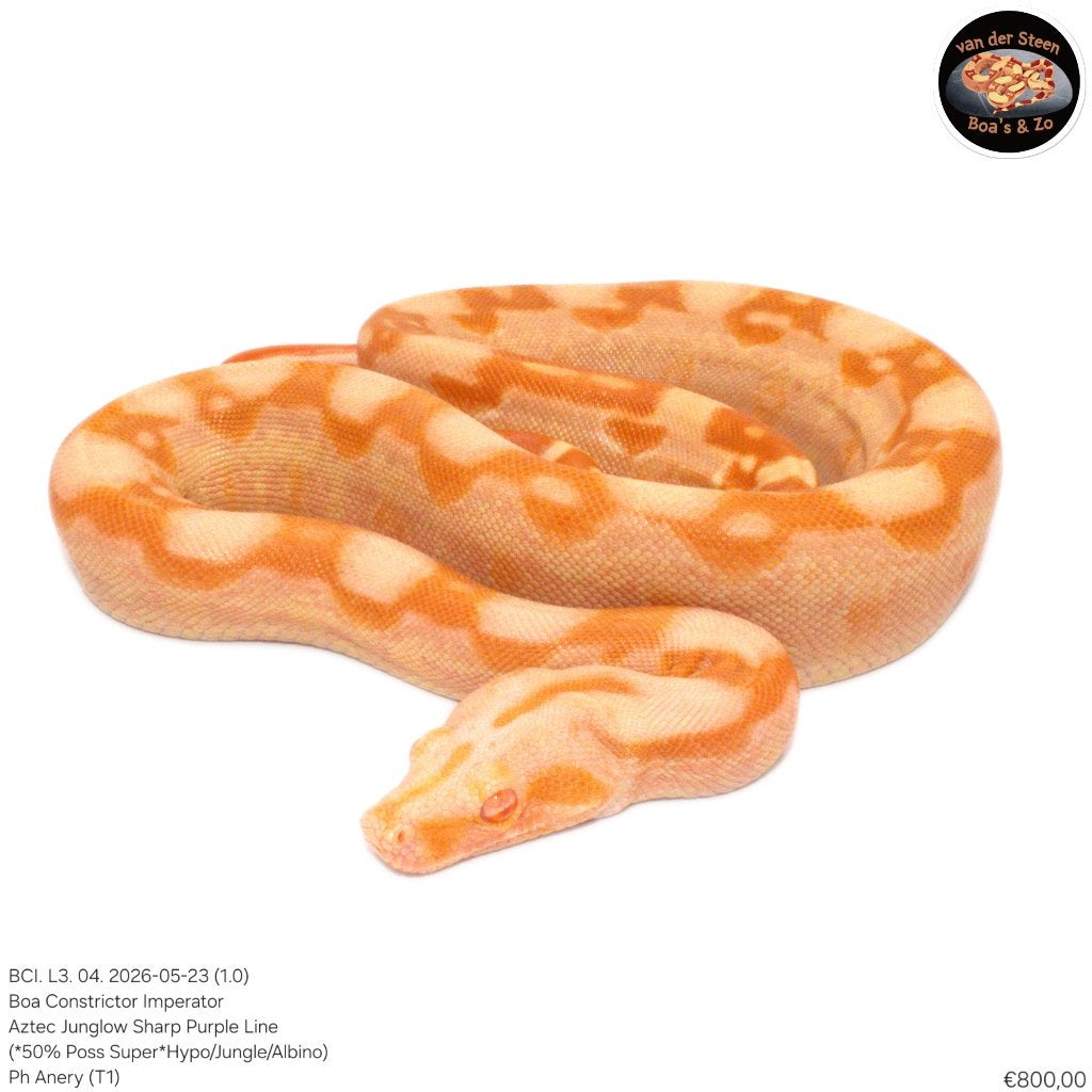 Boa Constrictor Imperator Litter 03 2026 Boa Constrictor photo 4