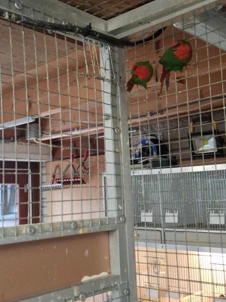 te koop koppel roodkopamadine, Dieren en Toebehoren, Vogels | Overige Vogels, Meerdere dieren, Tropenvogel, Geringd