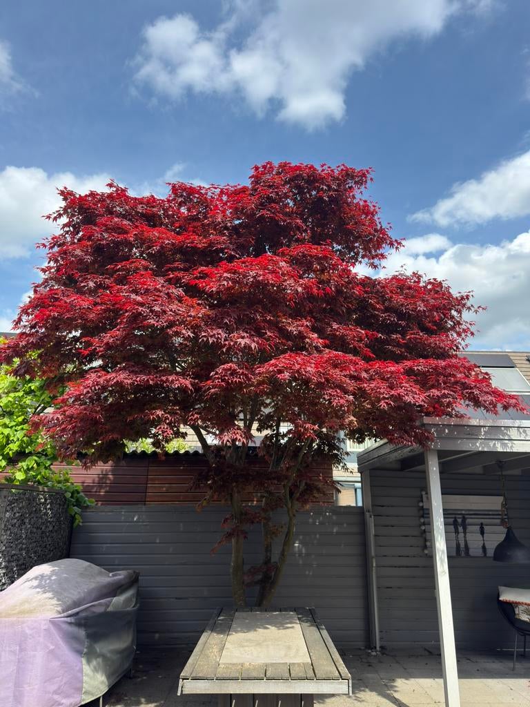 Japanse esdoorn boom - circa 4/5M - 25 jaar oud, Tuin en Terras, Planten | Bomen, Ophalen, Bloeit niet, Halfschaduw, Overige soorten