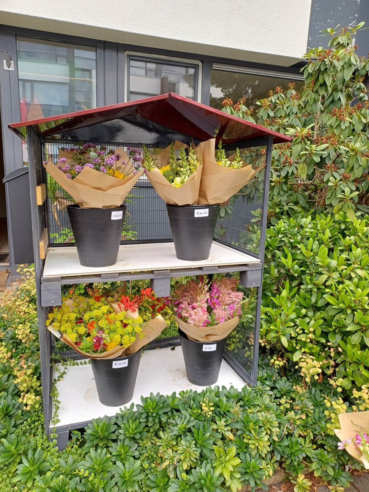 Milievriendelijke bloemen in Hoogeloon en Geldrop, Tuin en Terras, Ophalen, Overige soorten, Volle zon