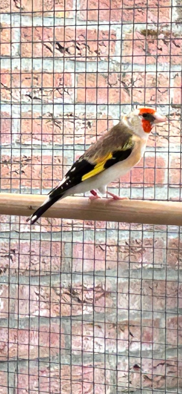 Witkop Marjoor putters, Dieren en Toebehoren, Meerdere dieren, Wildzangvogel