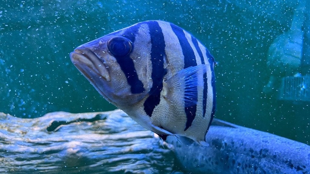 Datnioides, Dieren en Toebehoren, Vissen | Aquariumvissen, Vis, Zoetwatervis