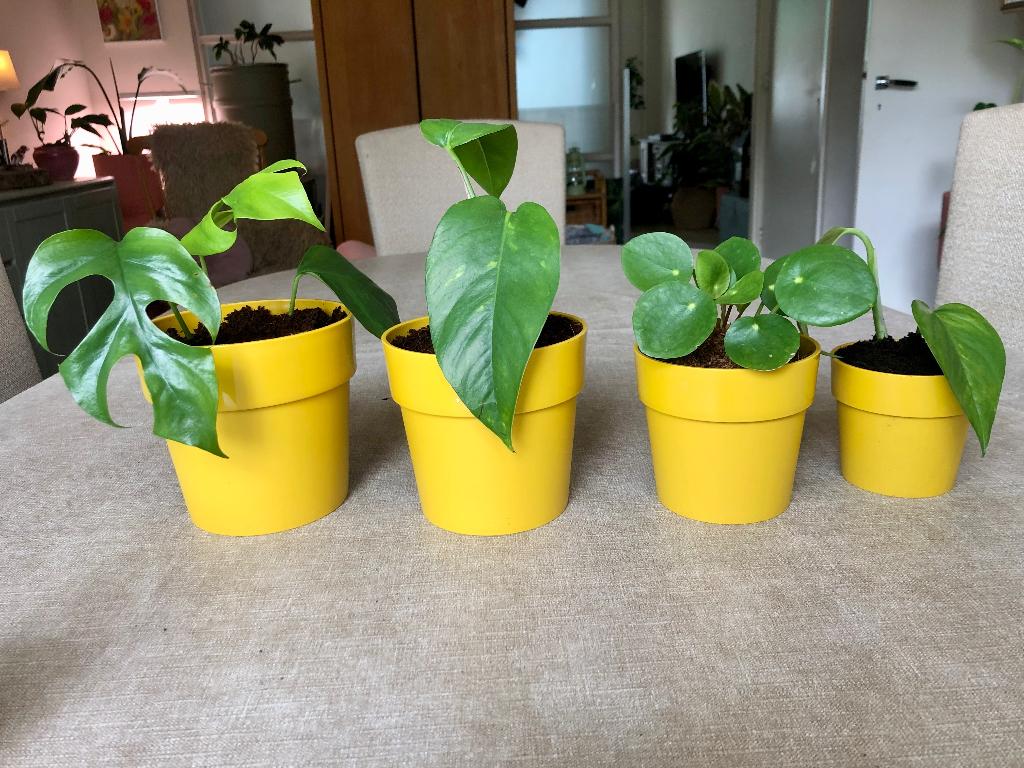 Set van 4 plantjes in gele Elho potten, Huis en Inrichting, Kamerplanten, Ophalen of Verzenden, Minder dan 100 cm, Volle zon, In pot