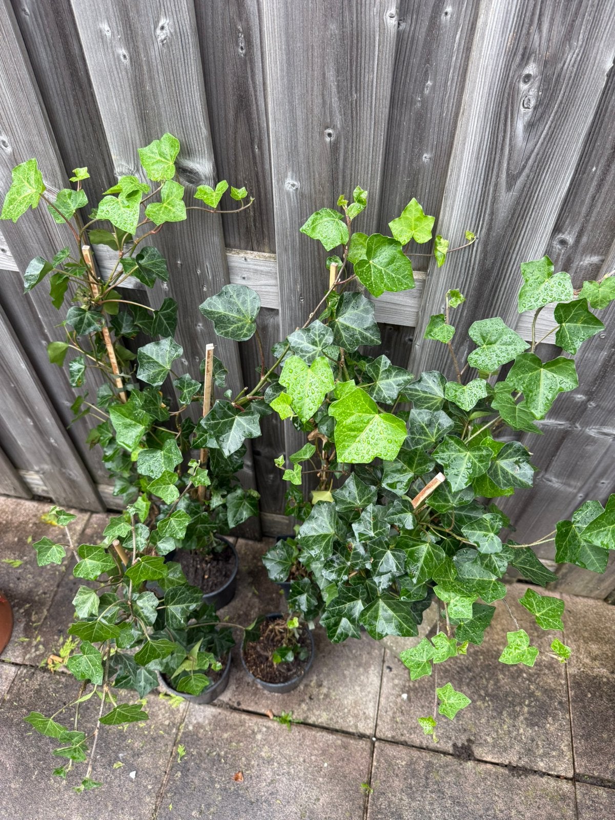 Klimop (Hedera helix) - 6 stuks Jonge planten, Vaste plant, Ophalen of Verzenden, Bloeit niet, Halfschaduw