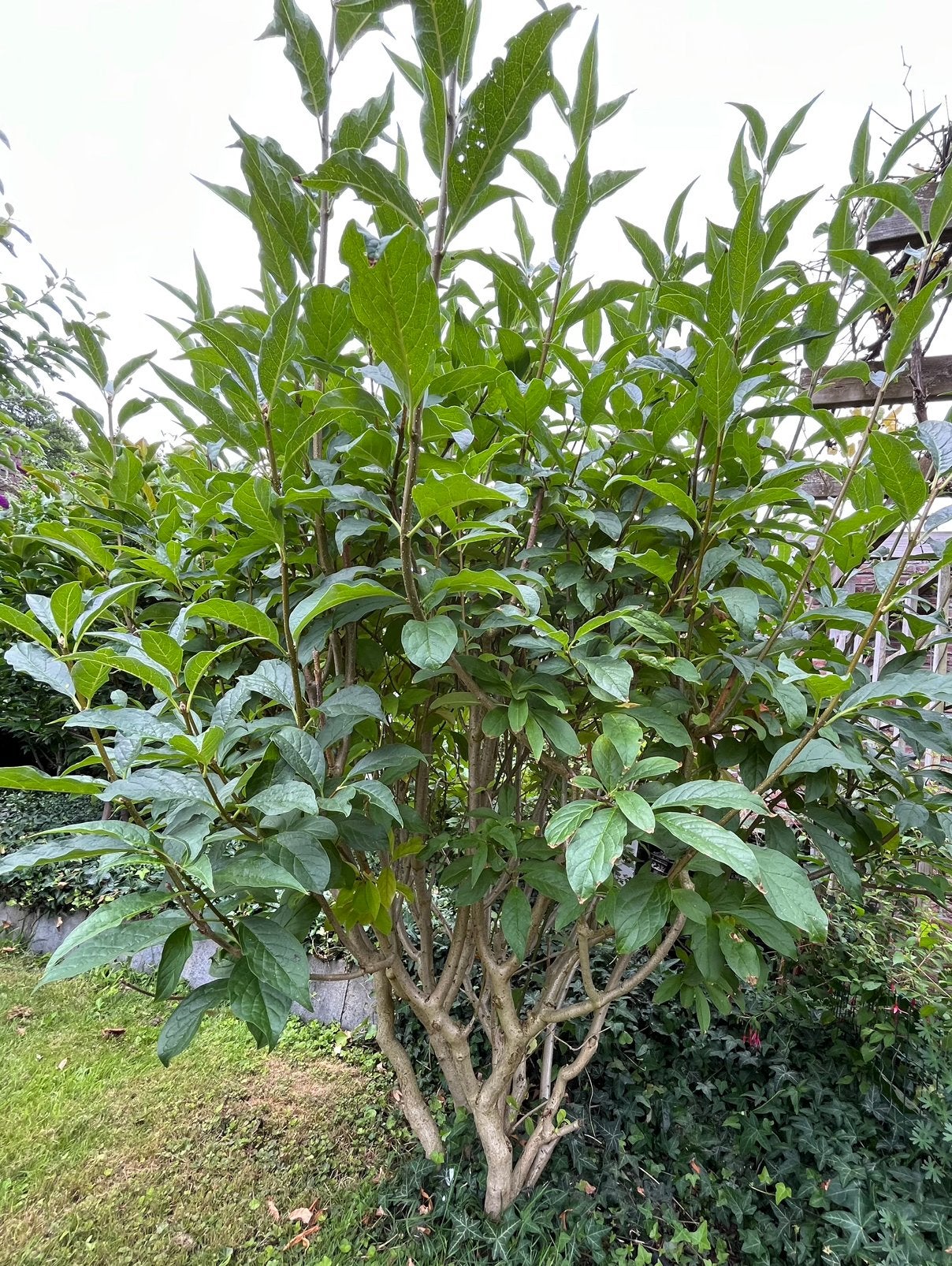 Gratis Geen idee wat voor een struik het is, Tuin en Terras, Ophalen, Overige soorten, 100 tot 250 cm