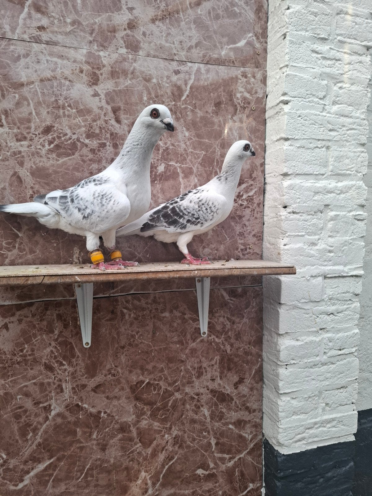 Te koop mooi kopple sierduiven, Dieren en Toebehoren, Vogels | Duiven