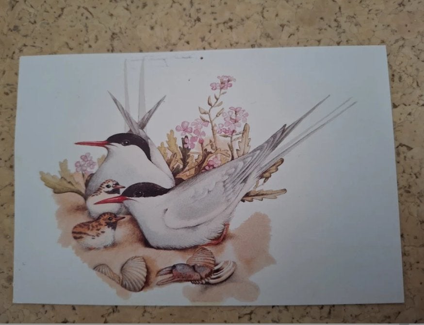 Ansicht noordse sterns, Ophalen of Verzenden, Gelopen, Natuur