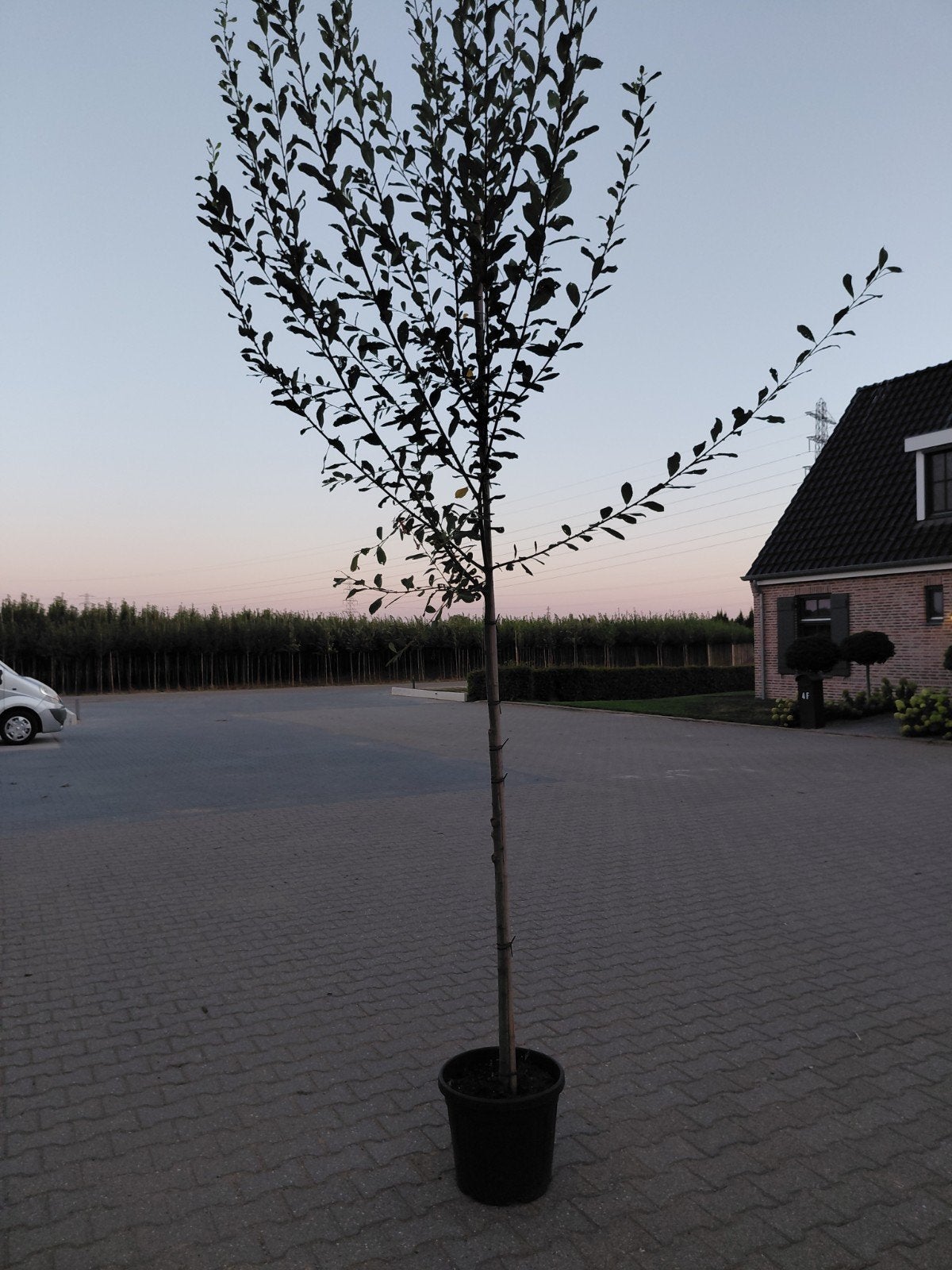 salix caprea (katjeswilg), Overige soorten, Lente, 250 tot 400 cm, Ophalen
