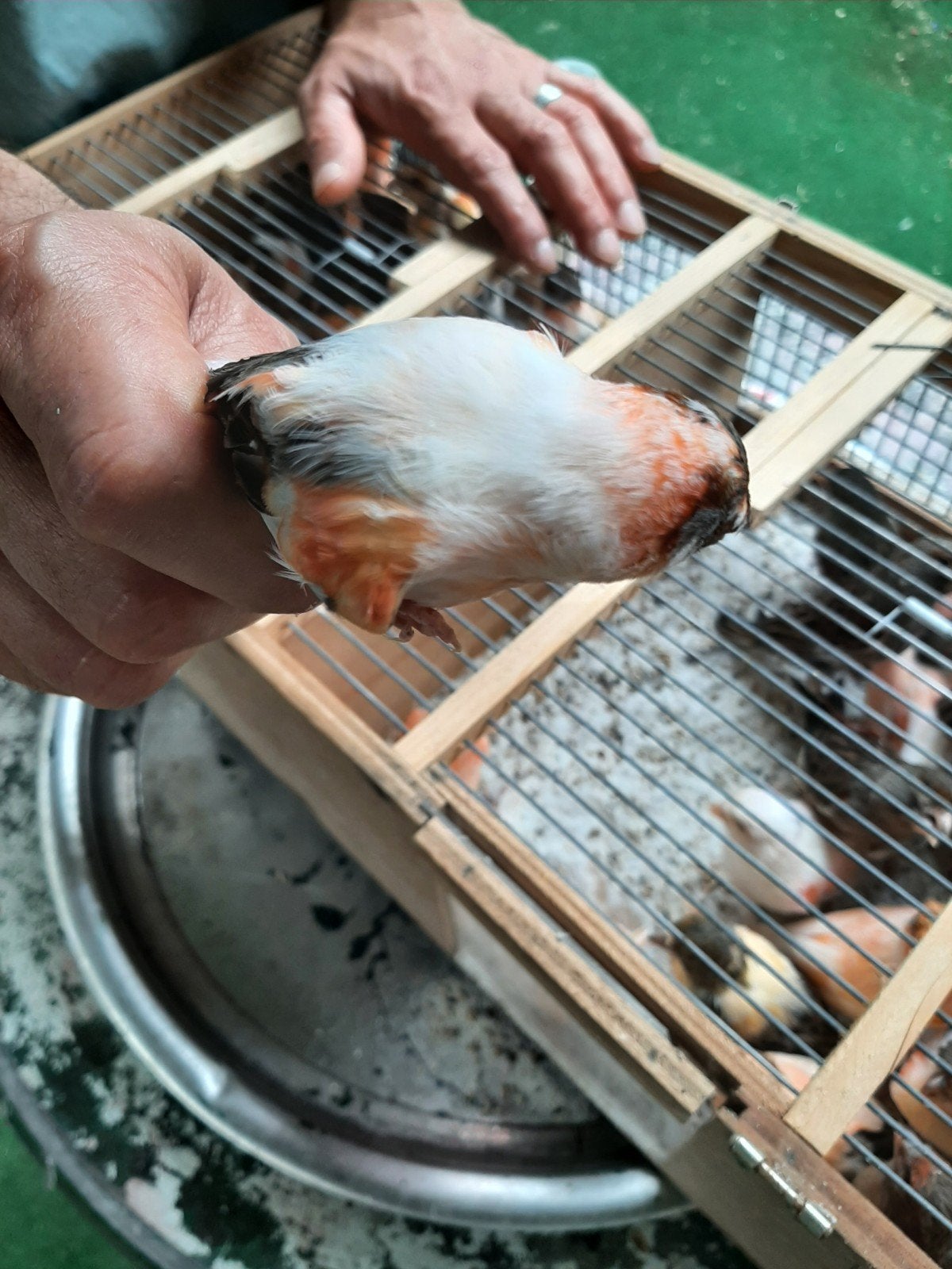 T.K div mooie koppels harlekijn kanaries div kleuren 2026/25, Dieren en Toebehoren, Vogels | Kanaries, Meerdere dieren, Kleurkanarie
