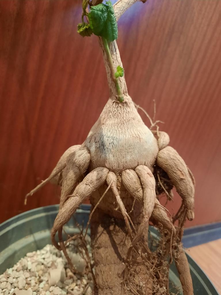 Cissus aphyllantha, rare plant, caudex, succulent, Verzenden, Halfschaduw, Minder dan 100 cm