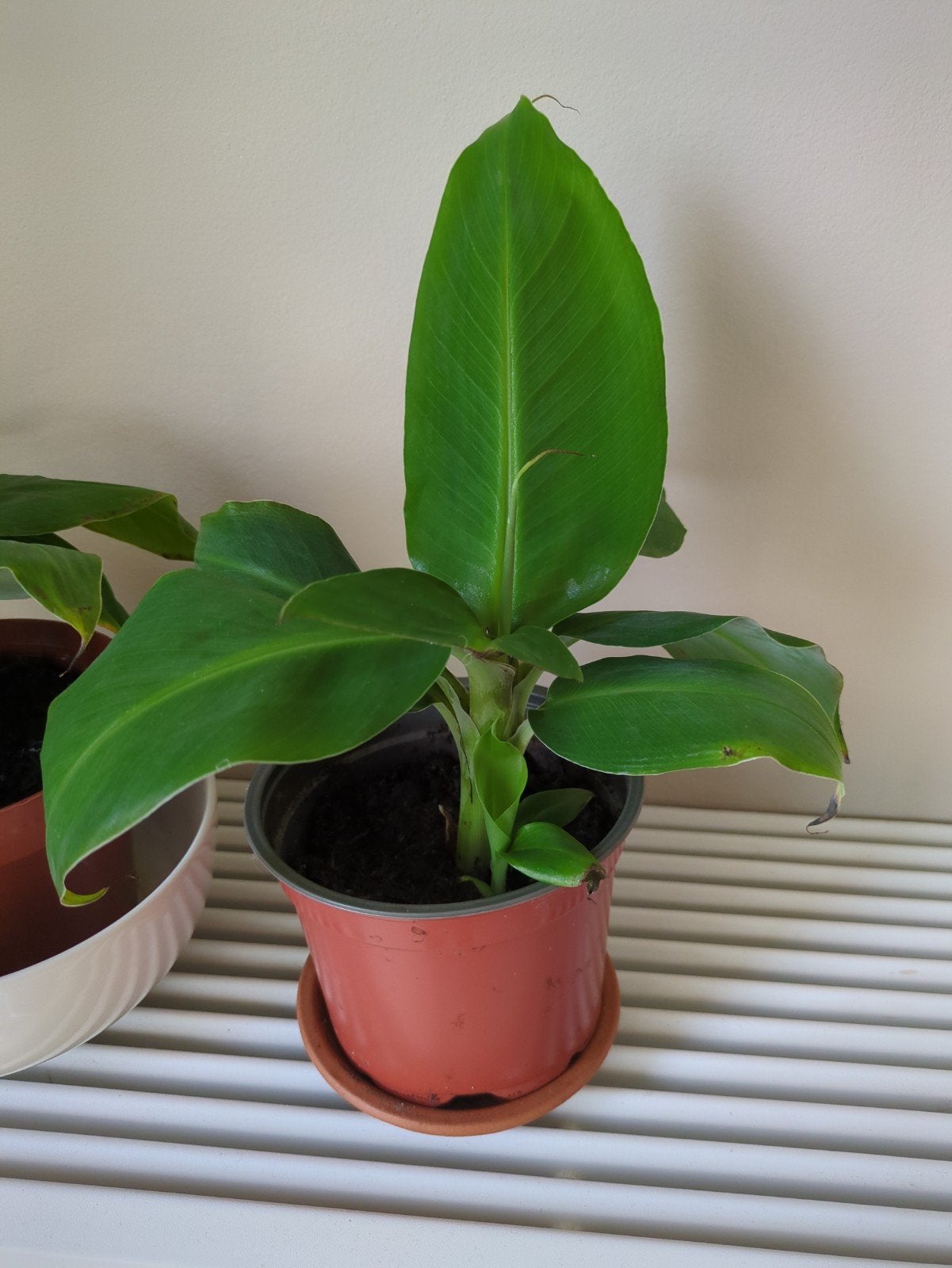 Bananenplant met stekje, Groene kamerplant, Ophalen, Overige soorten, Minder dan 100 cm
