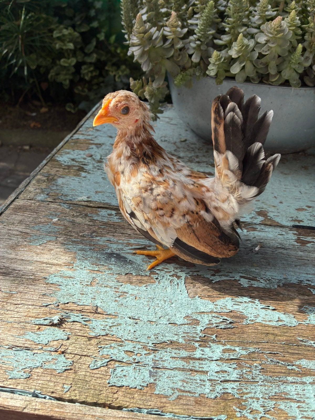 Serama hennetjes, Vrouwelijk, Kip