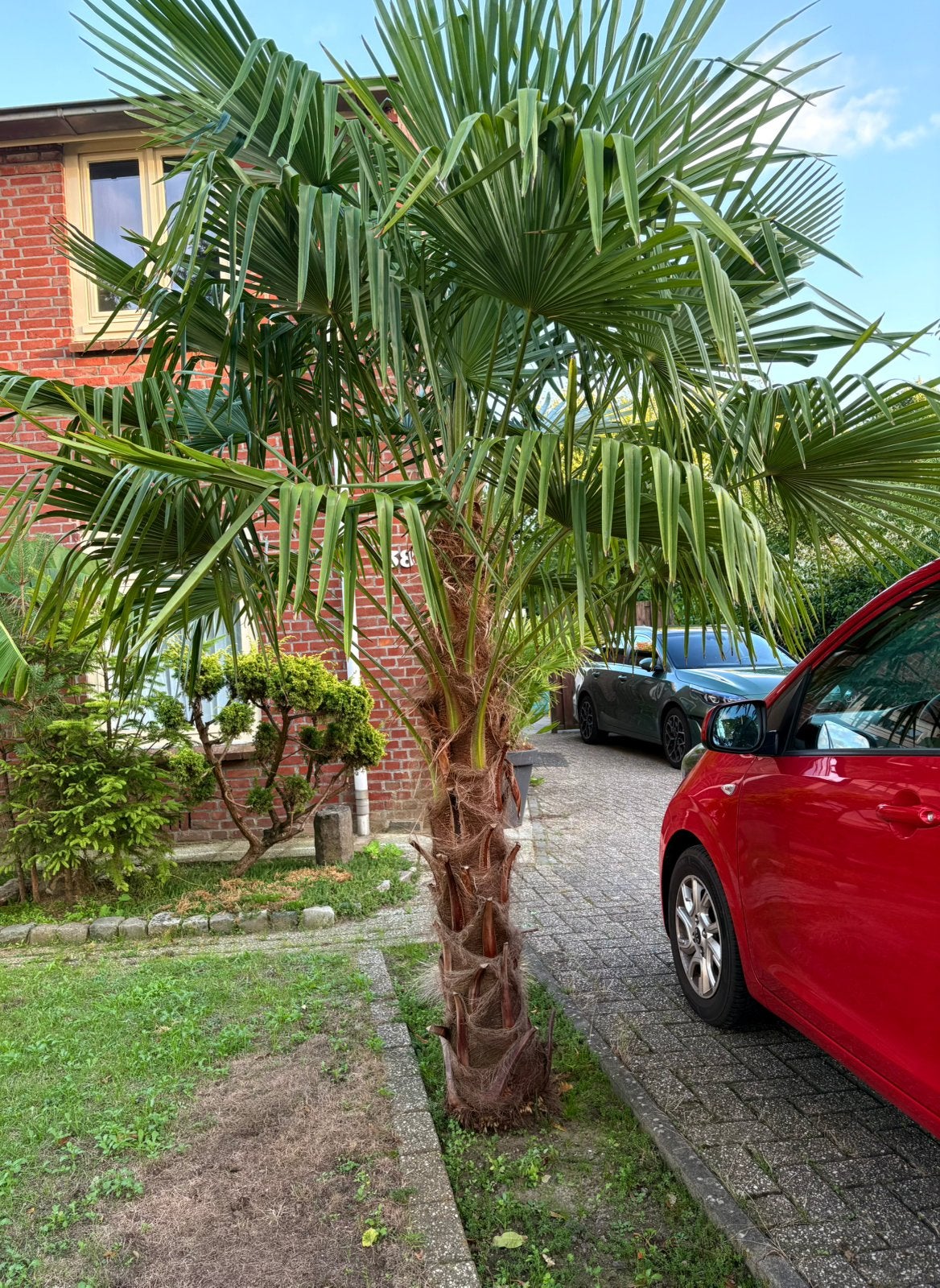 Trachycarpus Fortunei, 100 tot 250 cm, Zomer, Palmboom, Ophalen