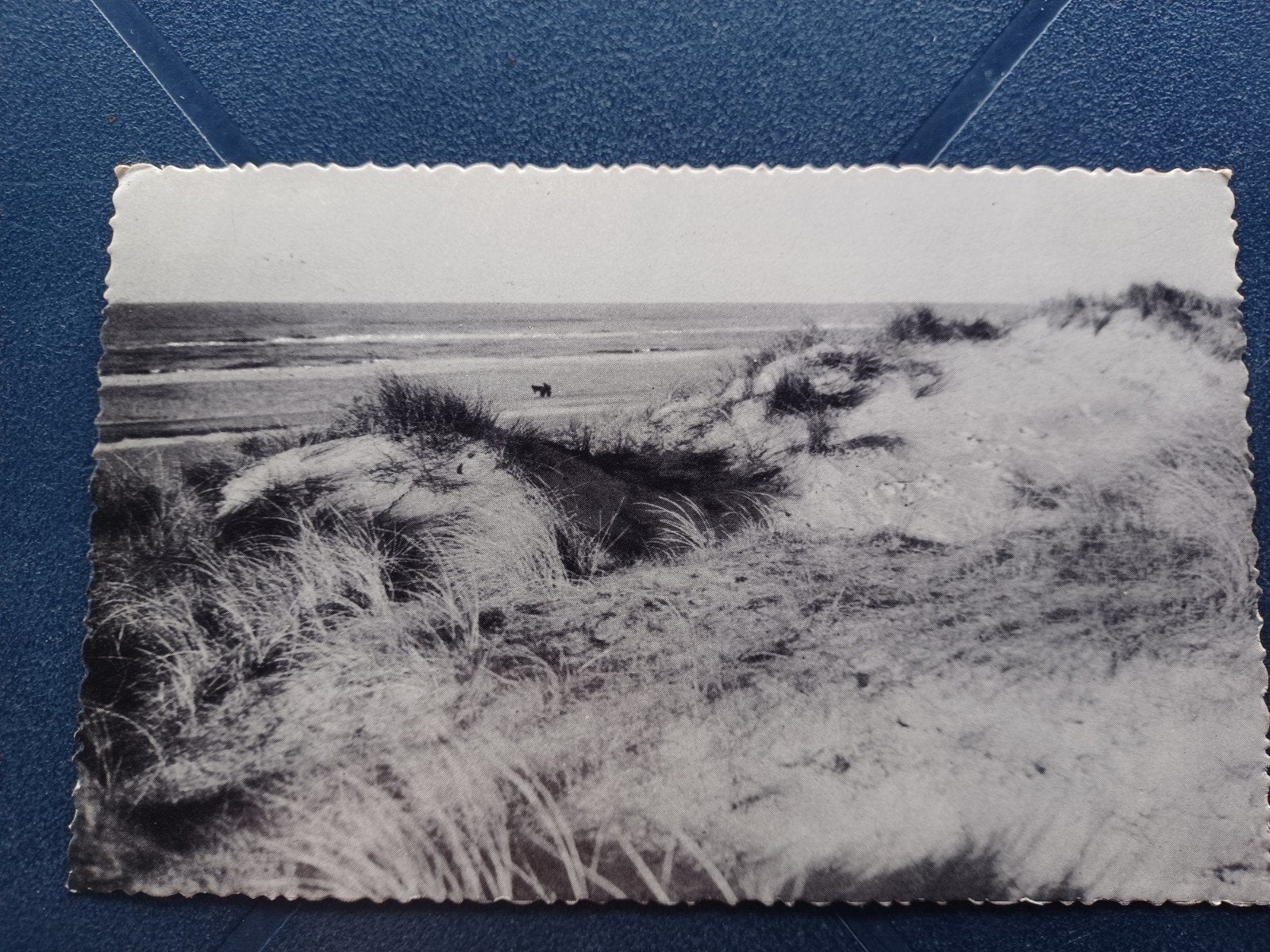 Groeten uit St. Maartenszee Duin- en zeegezicht 1961, Ophalen of Verzenden, 1960 tot 1980, Gelopen, Noord-Holland