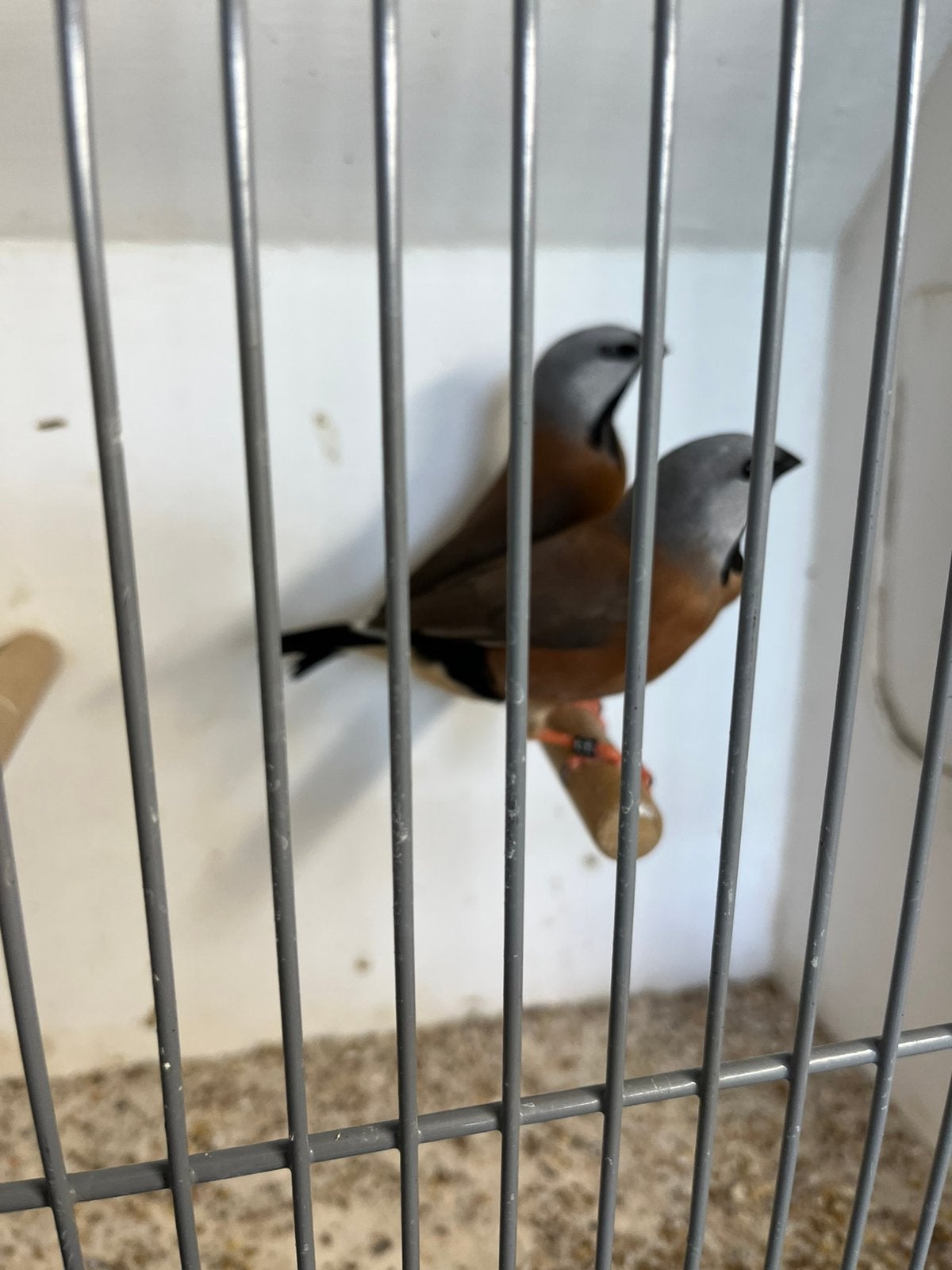 Koppel gordelgrasvinken, Meerdere dieren