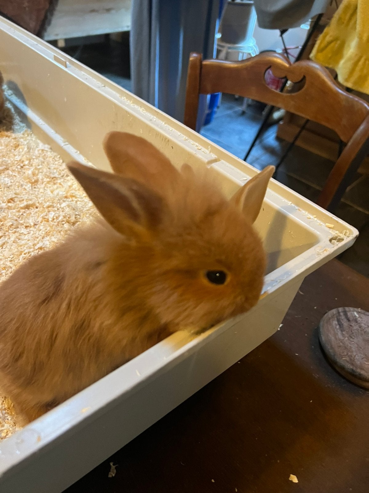 Twee lieve kleine konijntjes, Mannelijk, Klein, 0 tot 2 jaar