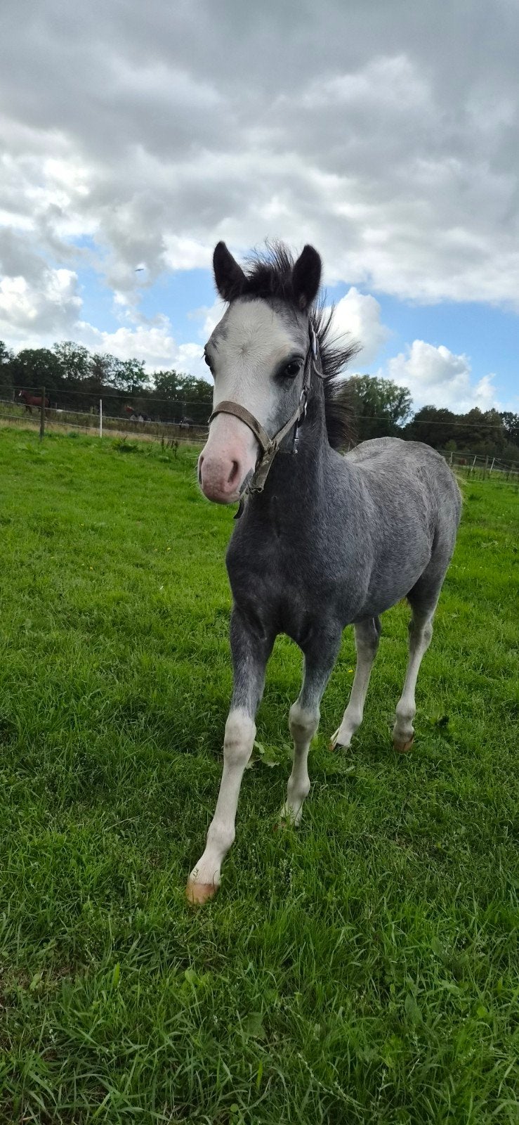 welsh a hengst uit 26, Dieren en Toebehoren, Hengst, A pony (tot 1.17m), Met stamboom, 0 tot 2 jaar