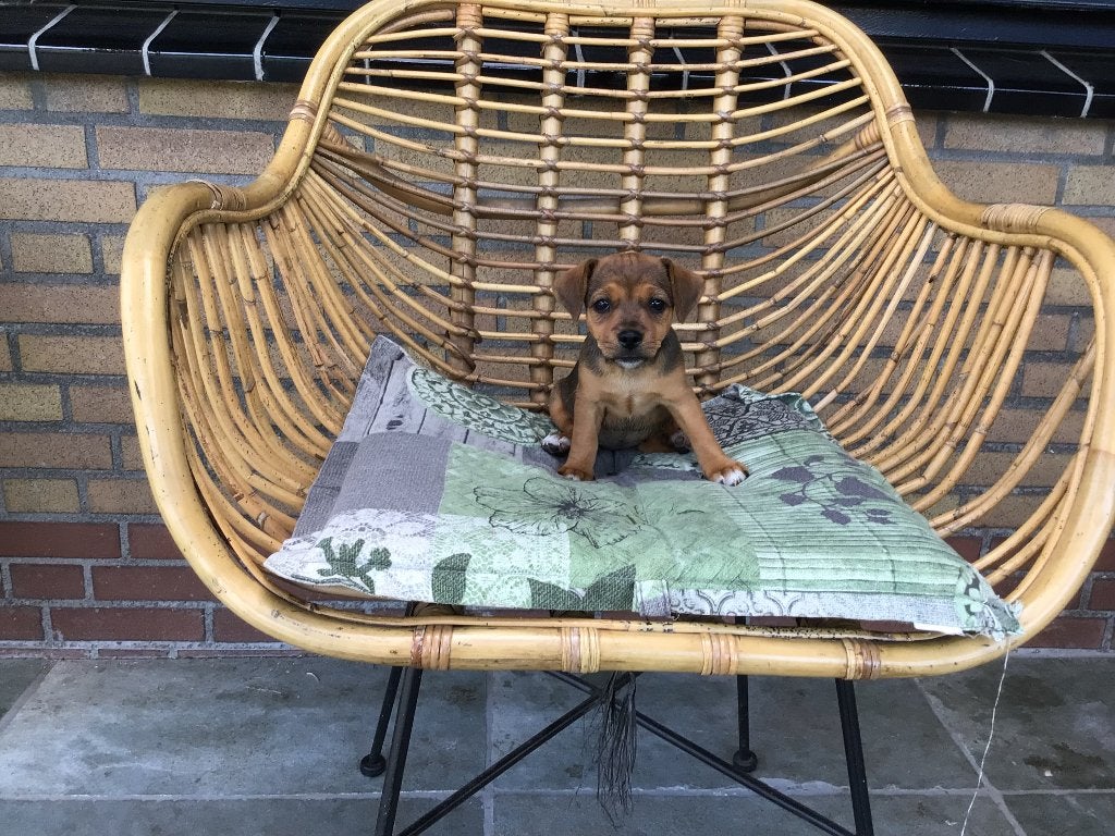 Mooie , lieve, Jack Russel puppy’s, Jack Russell Terriër, 8 tot 15 weken, Parvo, Meerdere