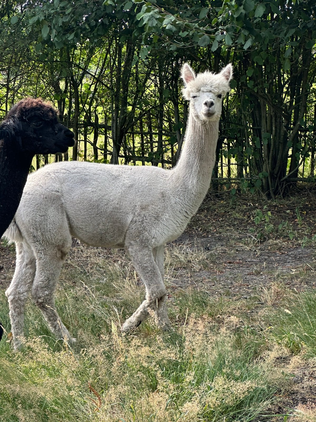 Witte alpaca hengst 3 jaar met appaloosa genen, Dieren en Toebehoren, Overige Dieren, Juli, Mannelijk
