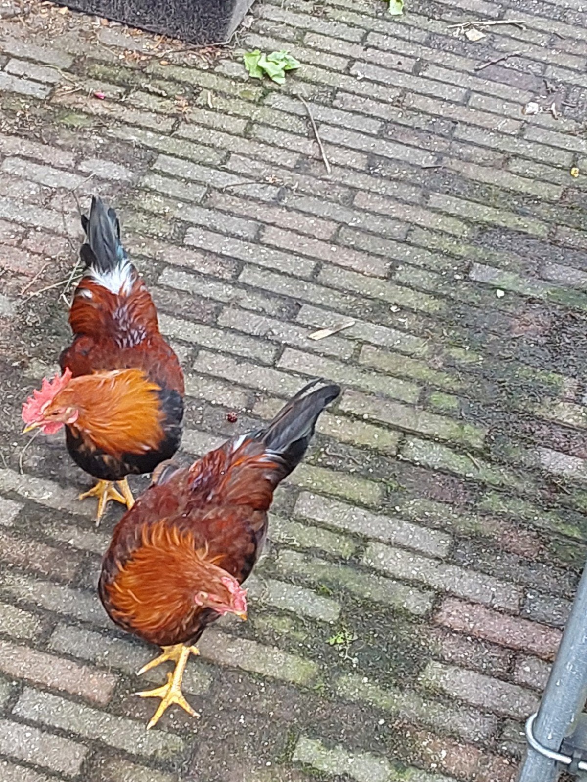 welsummer krielhaan, Dieren en Toebehoren, Pluimvee, Mannelijk, Kip
