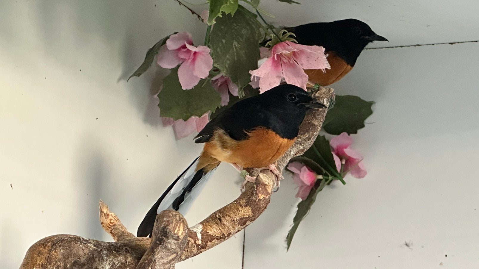 Schamalijsters geringd EK 04-2026, Meerdere dieren, Geringd