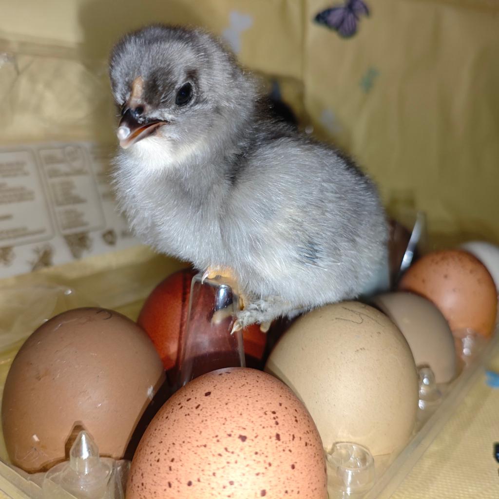 Kuikens Easteregger, Dieren en Toebehoren, Pluimvee, Meerdere dieren, Kip