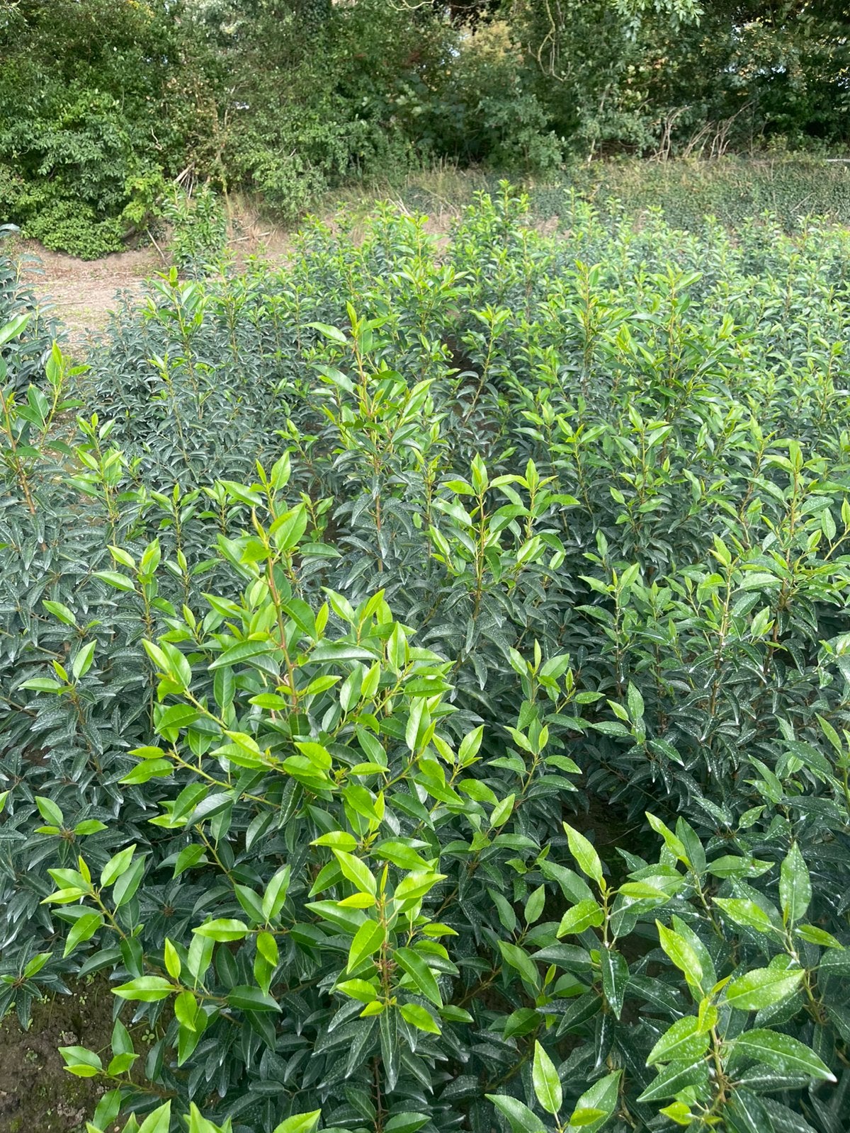 Portugese laurier, Ophalen, Laurier, Haag, 100 tot 250 cm