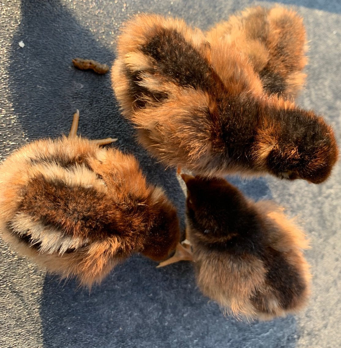 Kuikens - hennen - Barnevelder dubbel gezoomd, Vrouwelijk, Kip