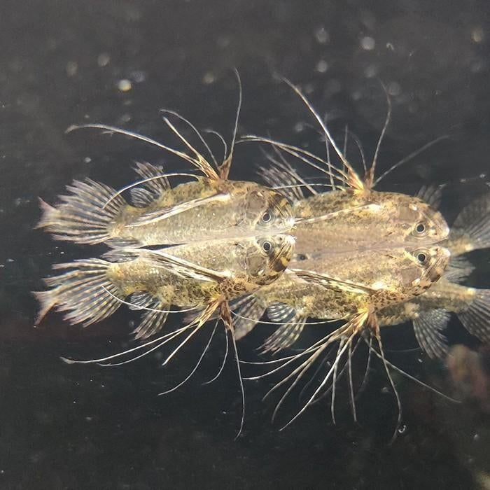 Pantodon buchholzi, Dieren en Toebehoren, Vis