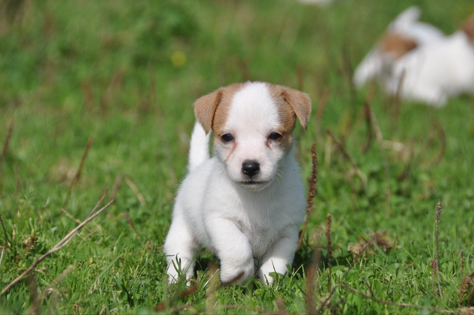 Te koop lieve kleine laagbenige Jack Russel pups., Jack Russell Terriër, 8 tot 15 weken, CDV (hondenziekte), Meerdere