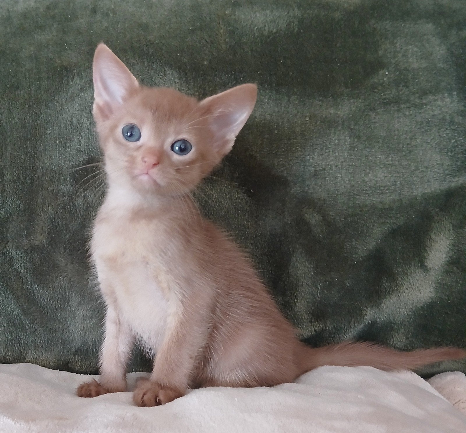 Super mooie abessijn, chausie kittens poesje en katertje., Kater, Met stamboom, 0 tot 2 jaar