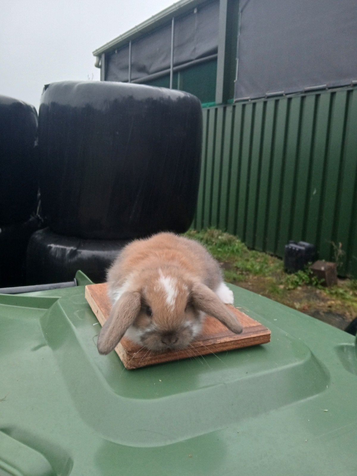 mooie jonge Nhd konijntjes tekoop, Dieren en Toebehoren, Meerdere dieren, Dwerg, Hangoor, 0 tot 2 jaar