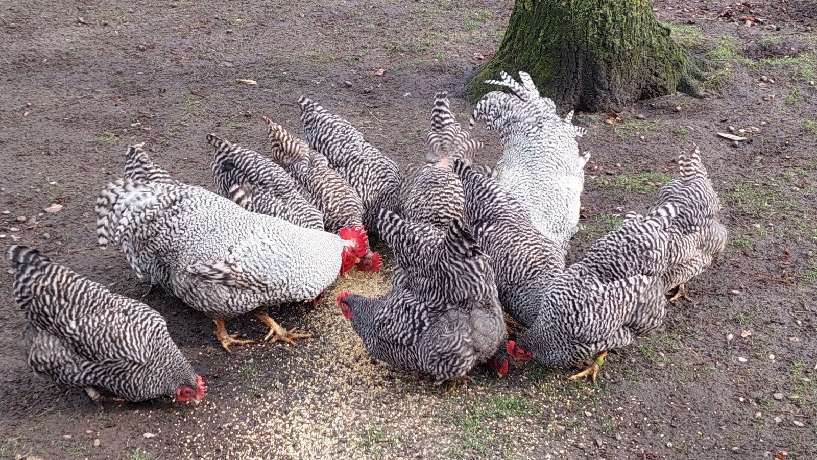 Broedeieren raszuivere Amrock grote soort, Dieren en Toebehoren, Geslacht onbekend, Kip