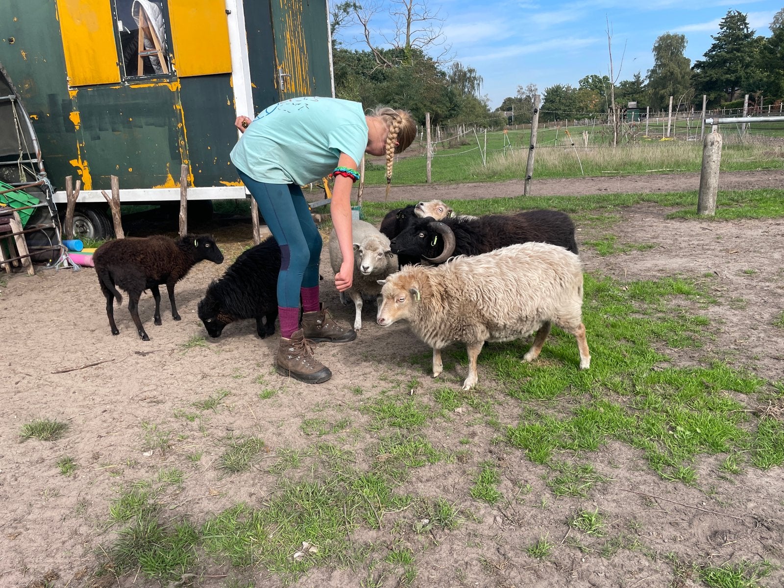Ouessant ooien, Dieren en Toebehoren, Vrouwelijk, Schaap