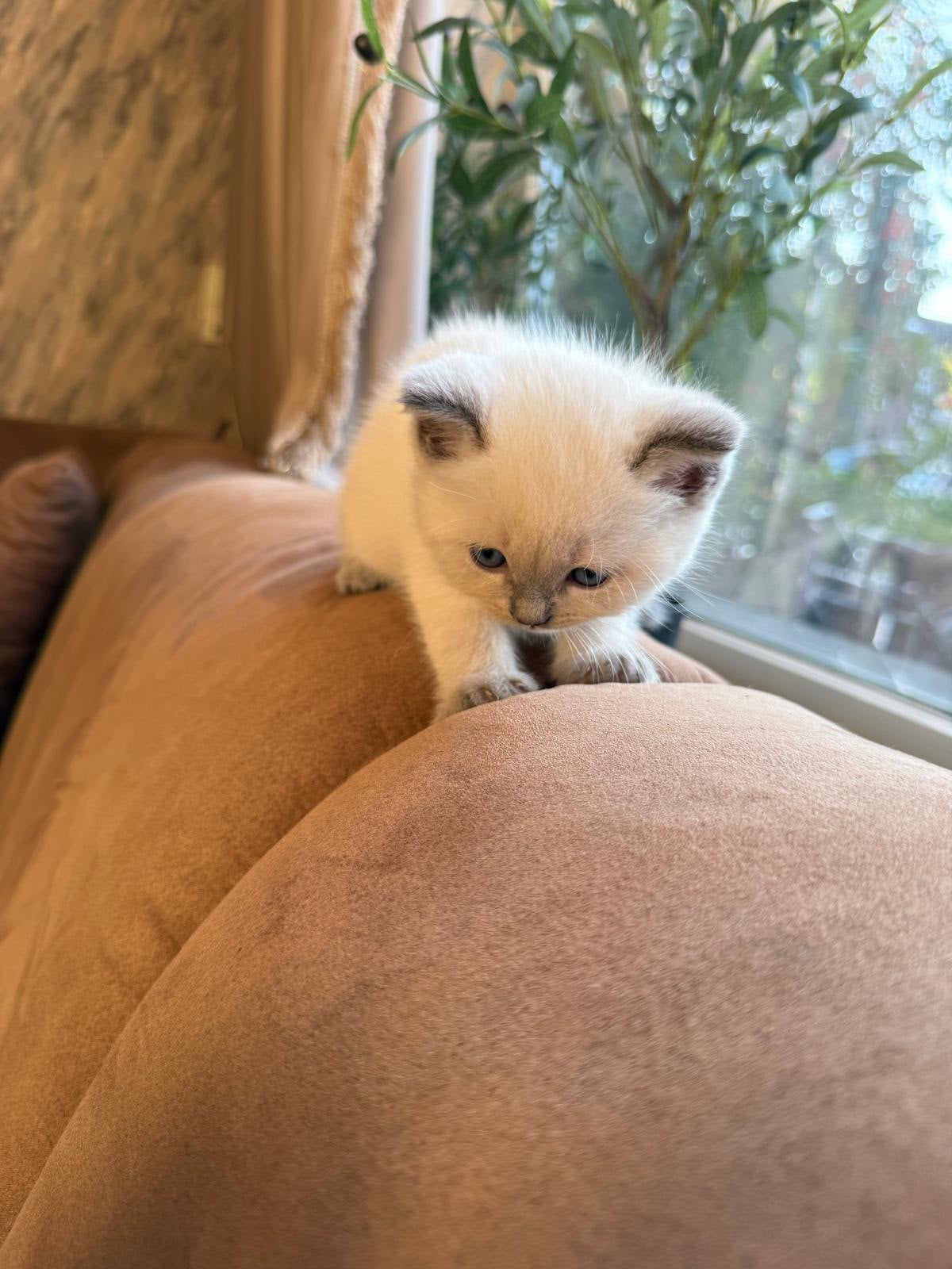 Kittens te koop, Dieren en Toebehoren, Katten en Kittens | Raskatten | Korthaar, Meerdere dieren
