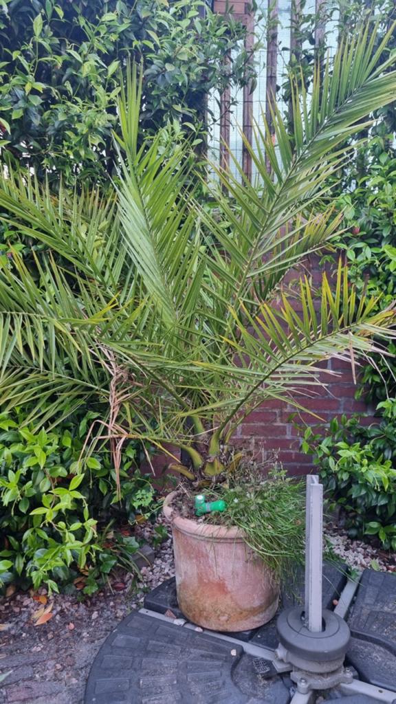 Phoenix Canariensis - Canarische dadelpalm, Overige soorten, Volle zon, Vaste plant, Ophalen of Verzenden