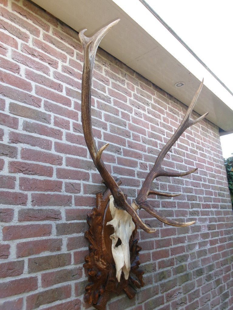 Heel groot gewei van een edelhert op prachtig schild, Ophalen, Zo goed als nieuw, Hert, Opgezet dier