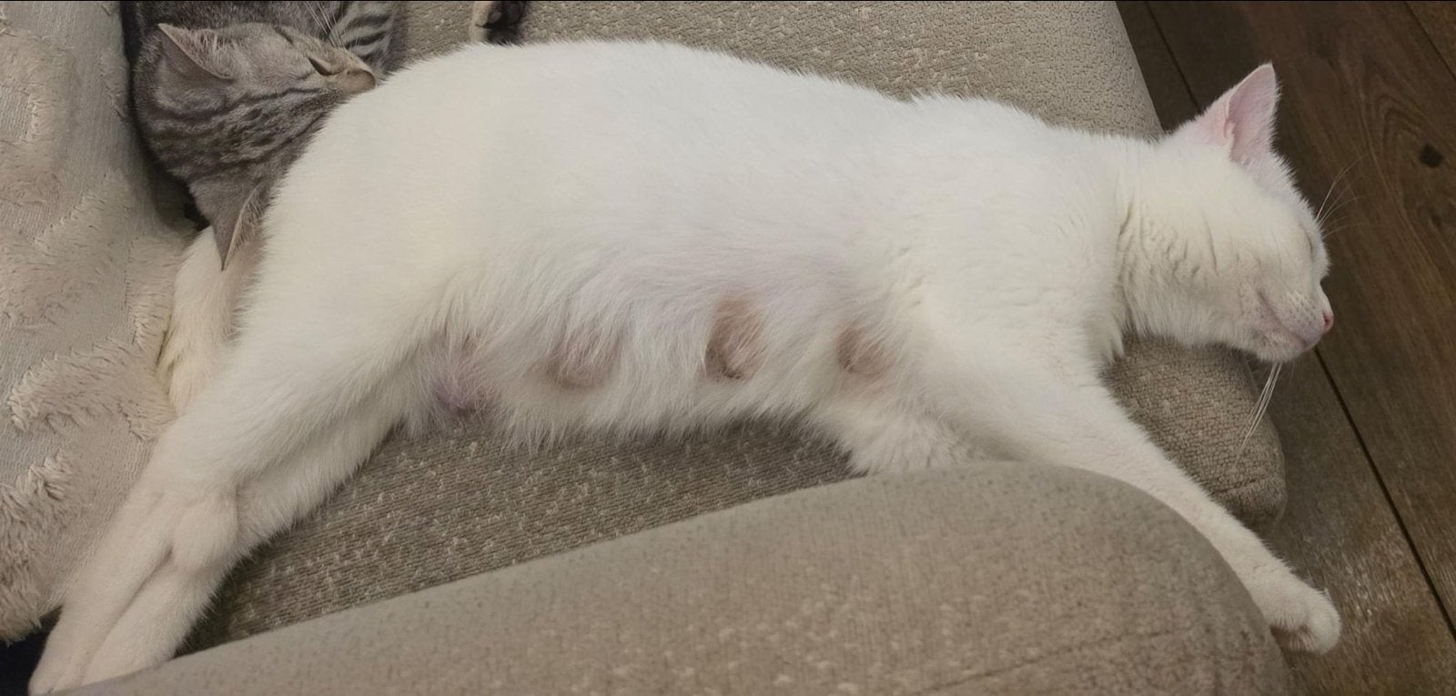 Lieve witte poes van 1,5 jaar zoekt nieuw thuis, Dieren en Toebehoren, Katten en Kittens | Overige Katten, Poes