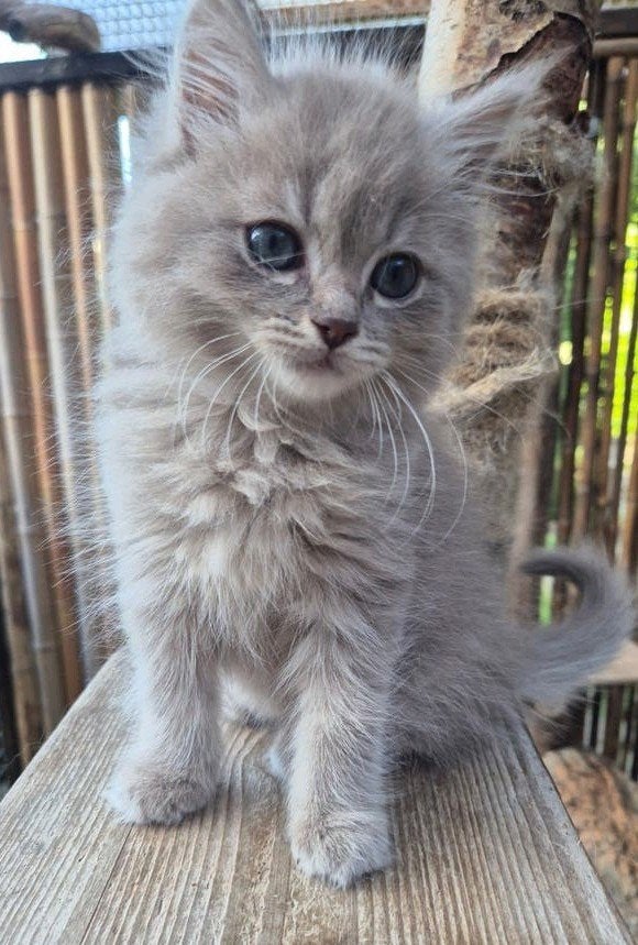 Ragdoll X  Britse langhaar kittens, Kater, Ontwormd
