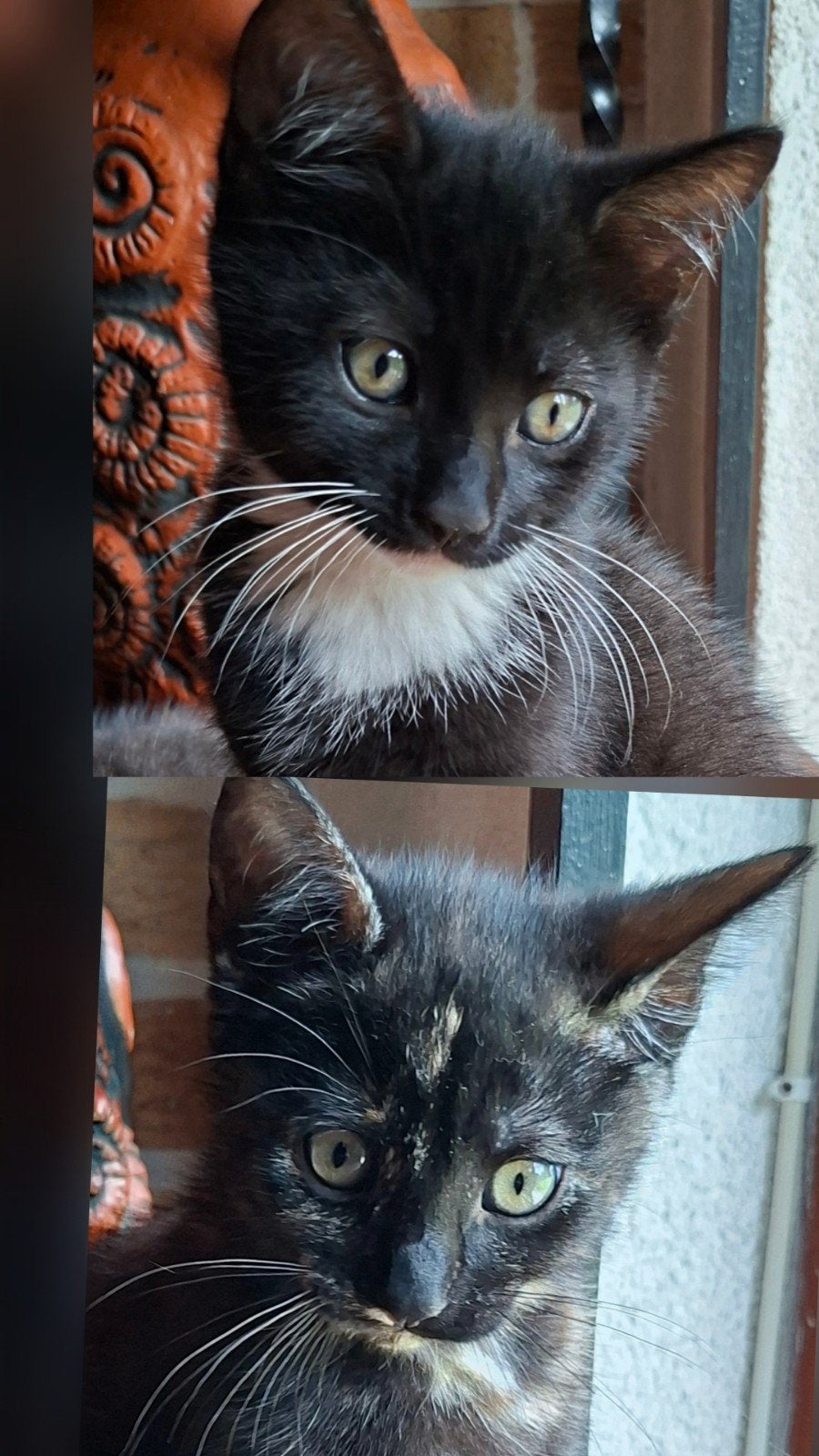 Lieve kittens, Dieren en Toebehoren, Katten en Kittens | Dekkaters