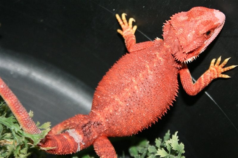 Baardagamen Bearded Dragons Red Bleu-tiger Hypo Trans Bearded Dragon photo 12