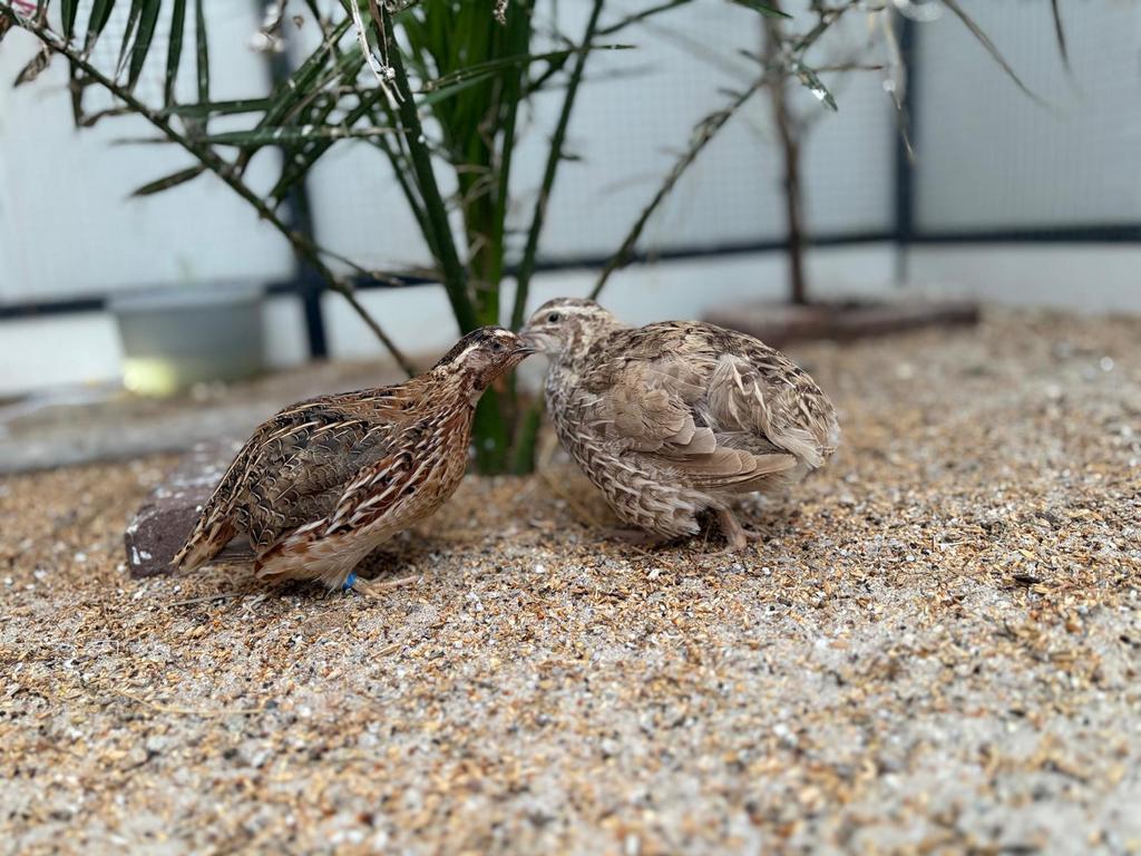 Jumbo kwartels, Meerdere dieren, Geringd