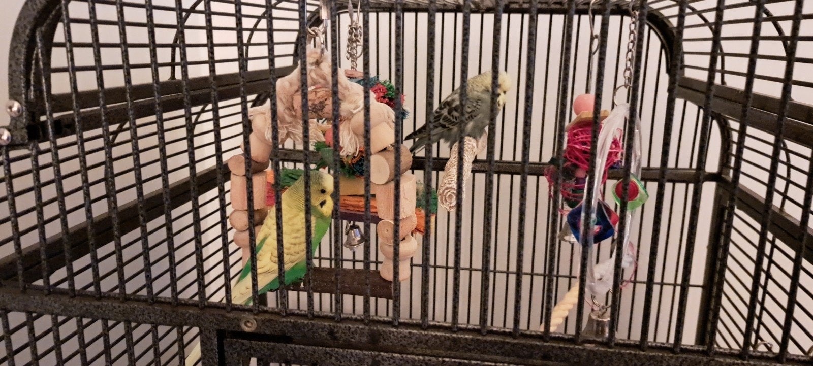 2 grasparkietjes (Engelse en regenboog) 5 euro., Dieren en Toebehoren, Vogels | Parkieten en Papegaaien, Parkiet, Meerdere dieren