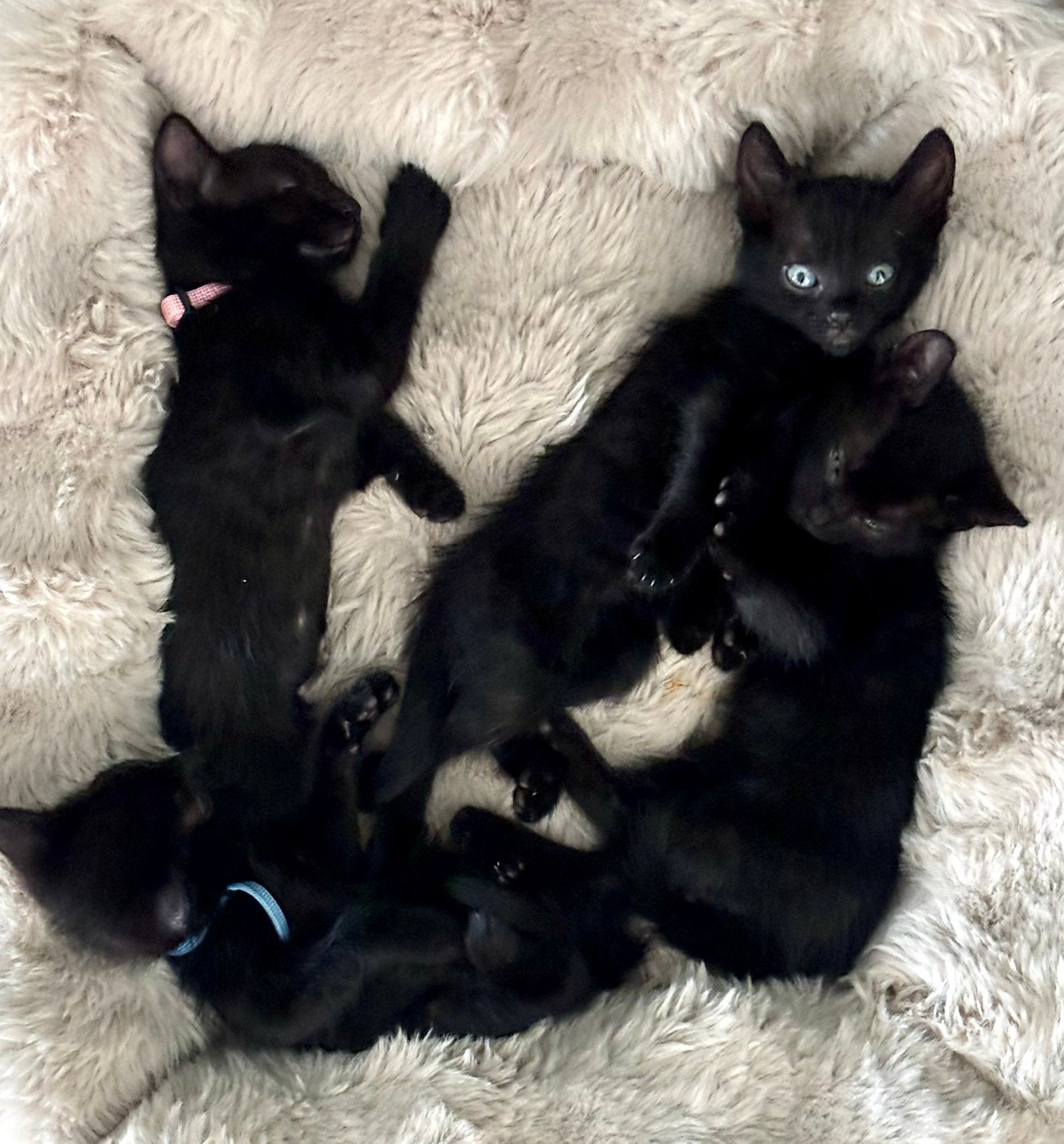 Lieve kittens te koop, Dieren en Toebehoren, Meerdere dieren