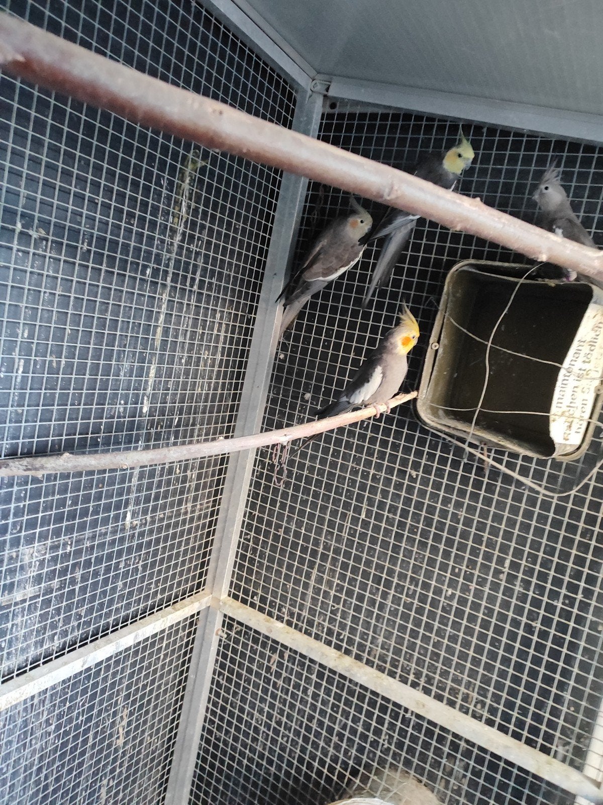 nog 4 valkparieken tekoop 25 euro per vogel, Dieren en Toebehoren